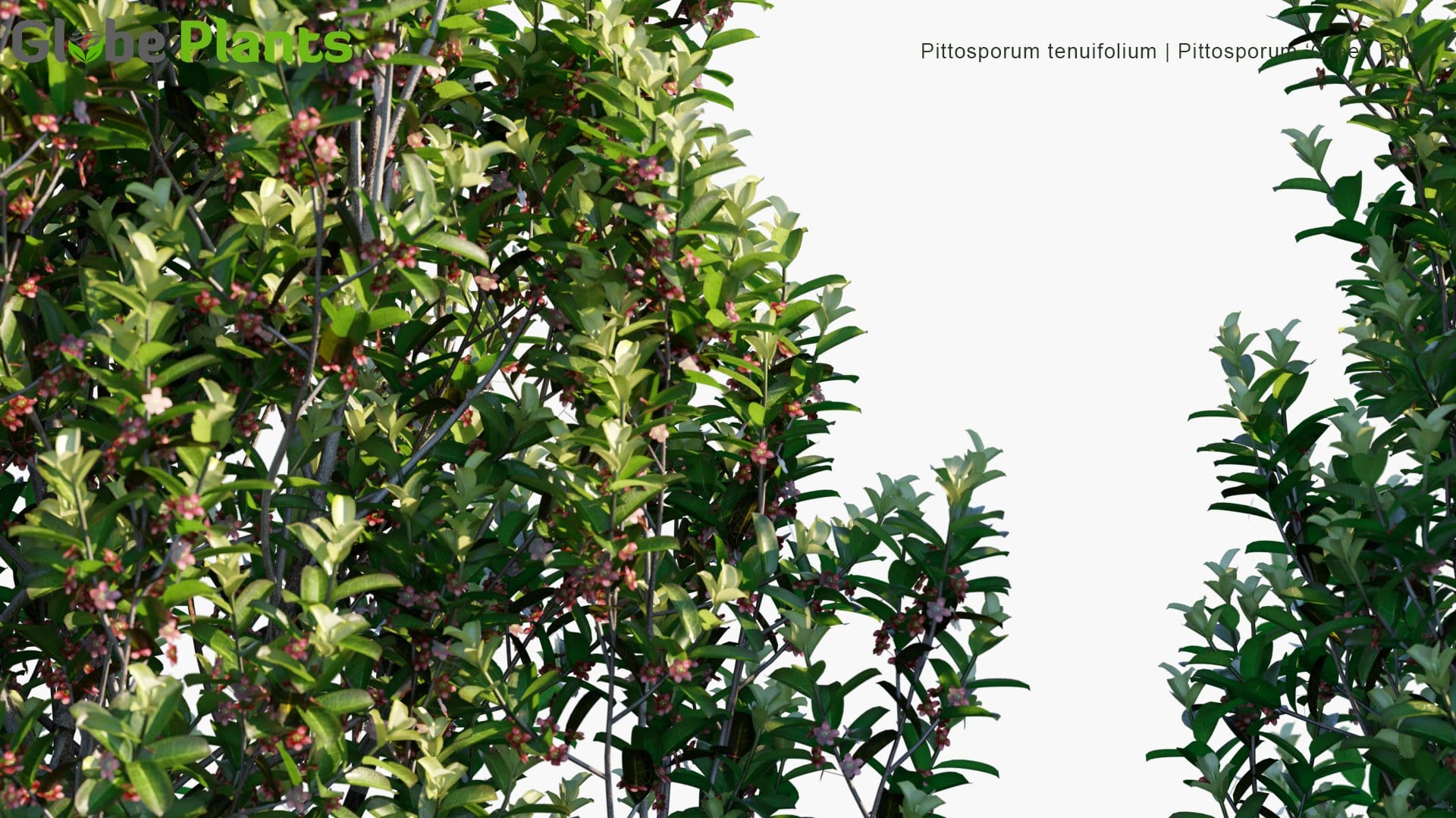 Pittosporum Tenuifolium - Pittosporum 'Green Pillar' (3D Model)