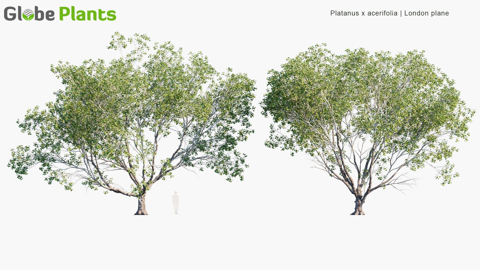 Platanus X Acerifolia 3D Model