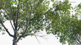 Load image into Gallery viewer, Platanus X Acerifolia - London Plane, Hybrid Plane (3D Model)