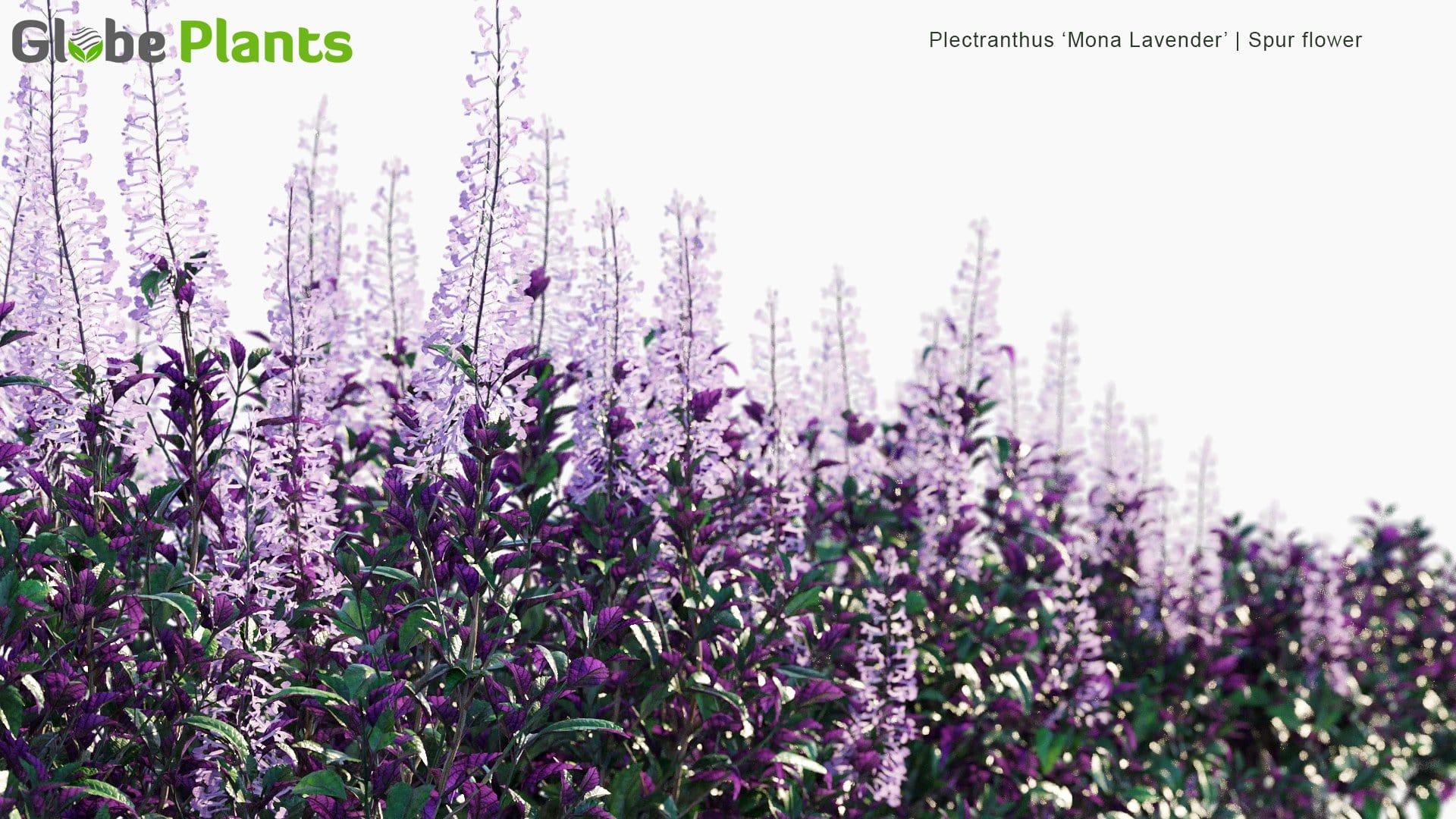 Plectranthus 'Mona Lavender' - Spur Flower (3D Model)