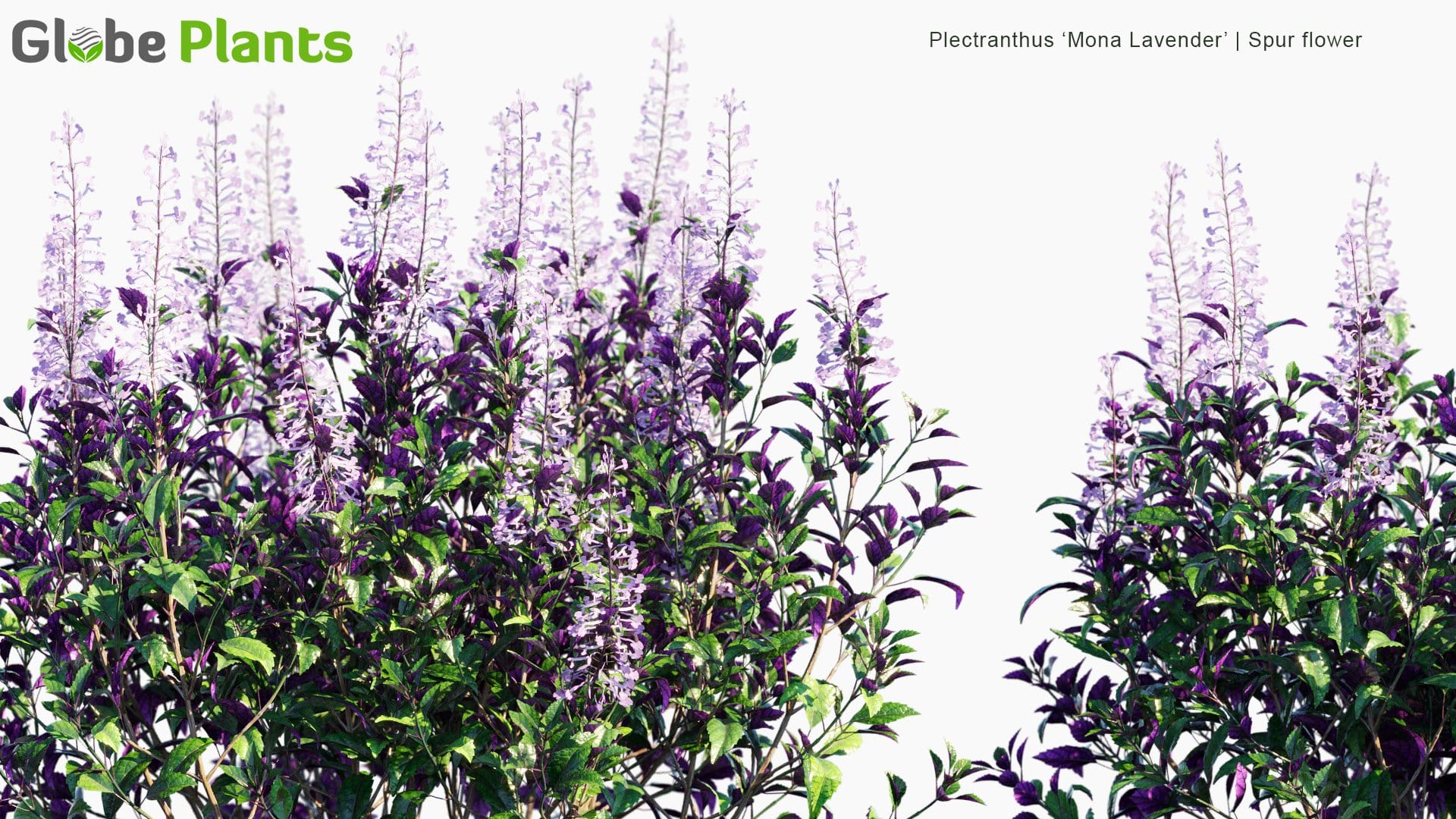 Plectranthus 'Mona Lavender' - Spur Flower (3D Model)