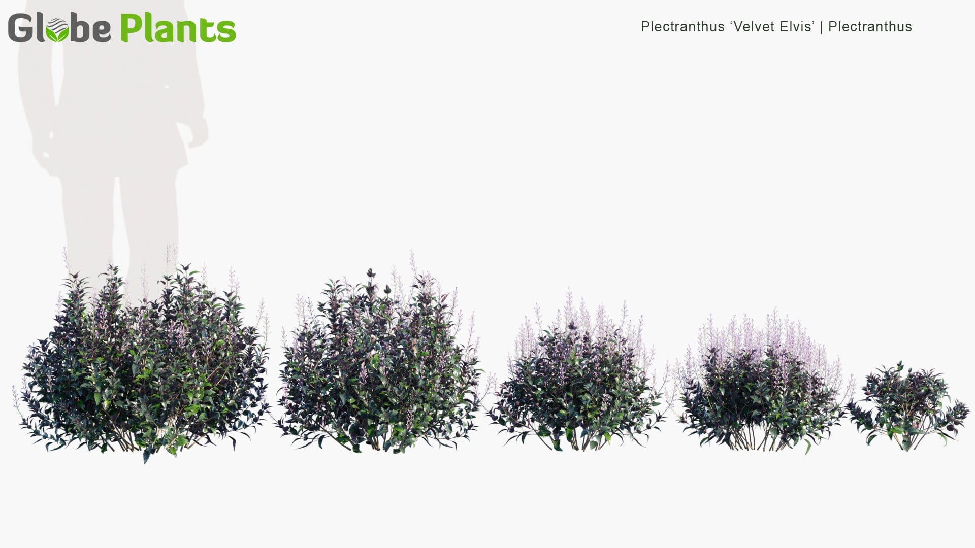 Plectranthus 'Velvet Elvis' - Plectranthus (3D Model)