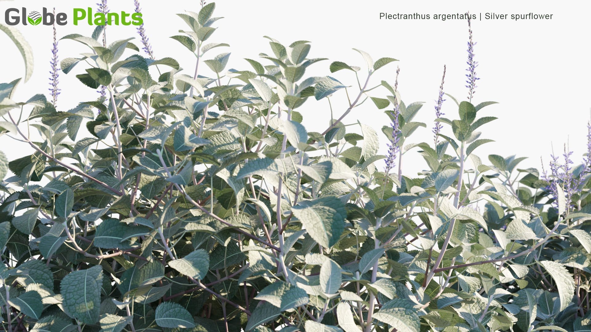 Plectranthus Argentatus - Silver Spurflower (3D Model)