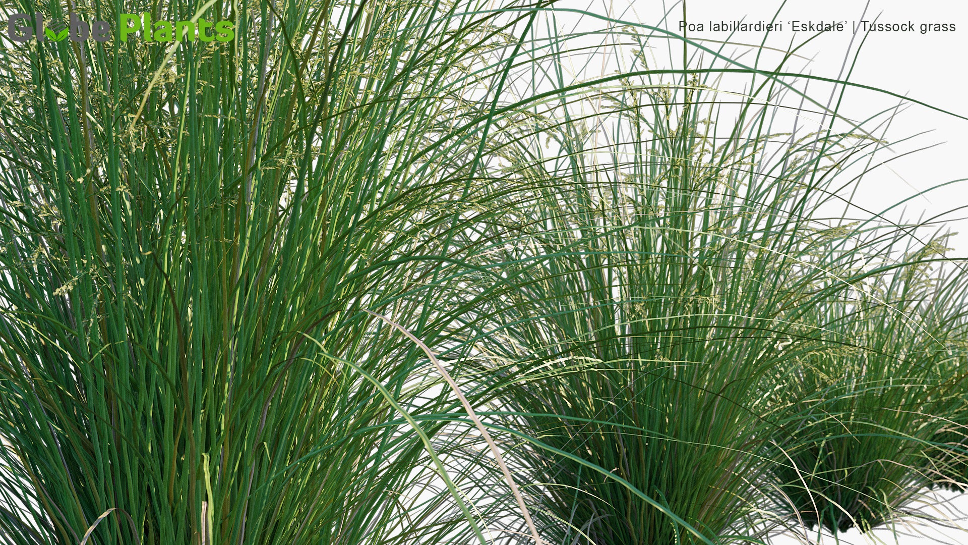 Poa Labillardieri 'Eskdale' - Blue Tussock Grass