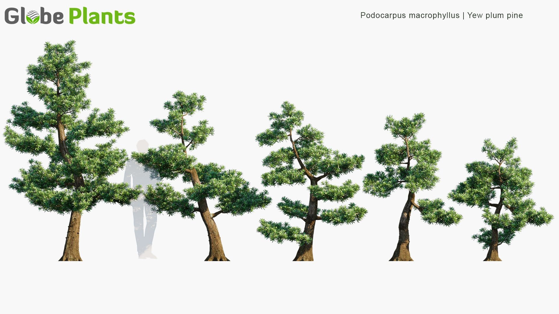 Podocarpus Macrophyllus 3D Model