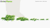 Load image into Gallery viewer, Pogostemon Helferi - Helferi Plant