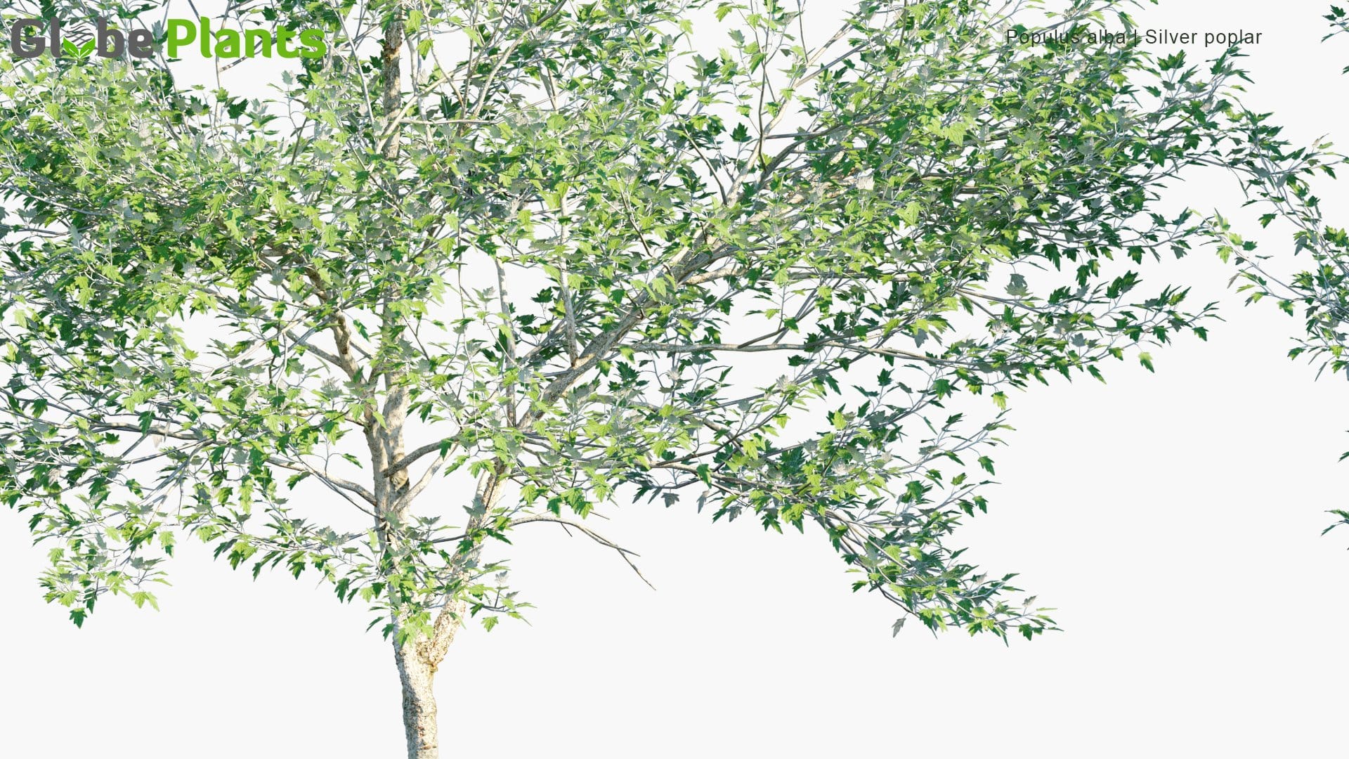 Populus Alba - Silver Poplar, Silverleaf Poplar, White Poplar (3D Model)