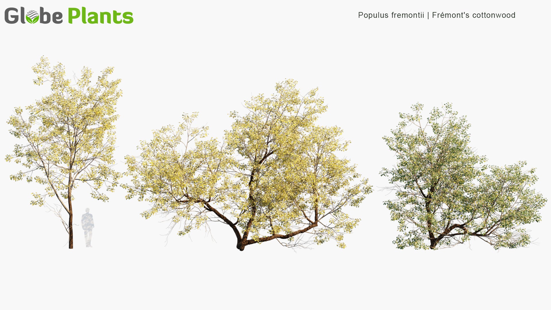 Populus Fremontii 3D Model