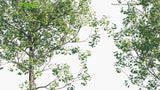 Load image into Gallery viewer, Populus Tremula - Aspen, Common Aspen, Eurasian Aspen, European Aspen, Quaking Aspen