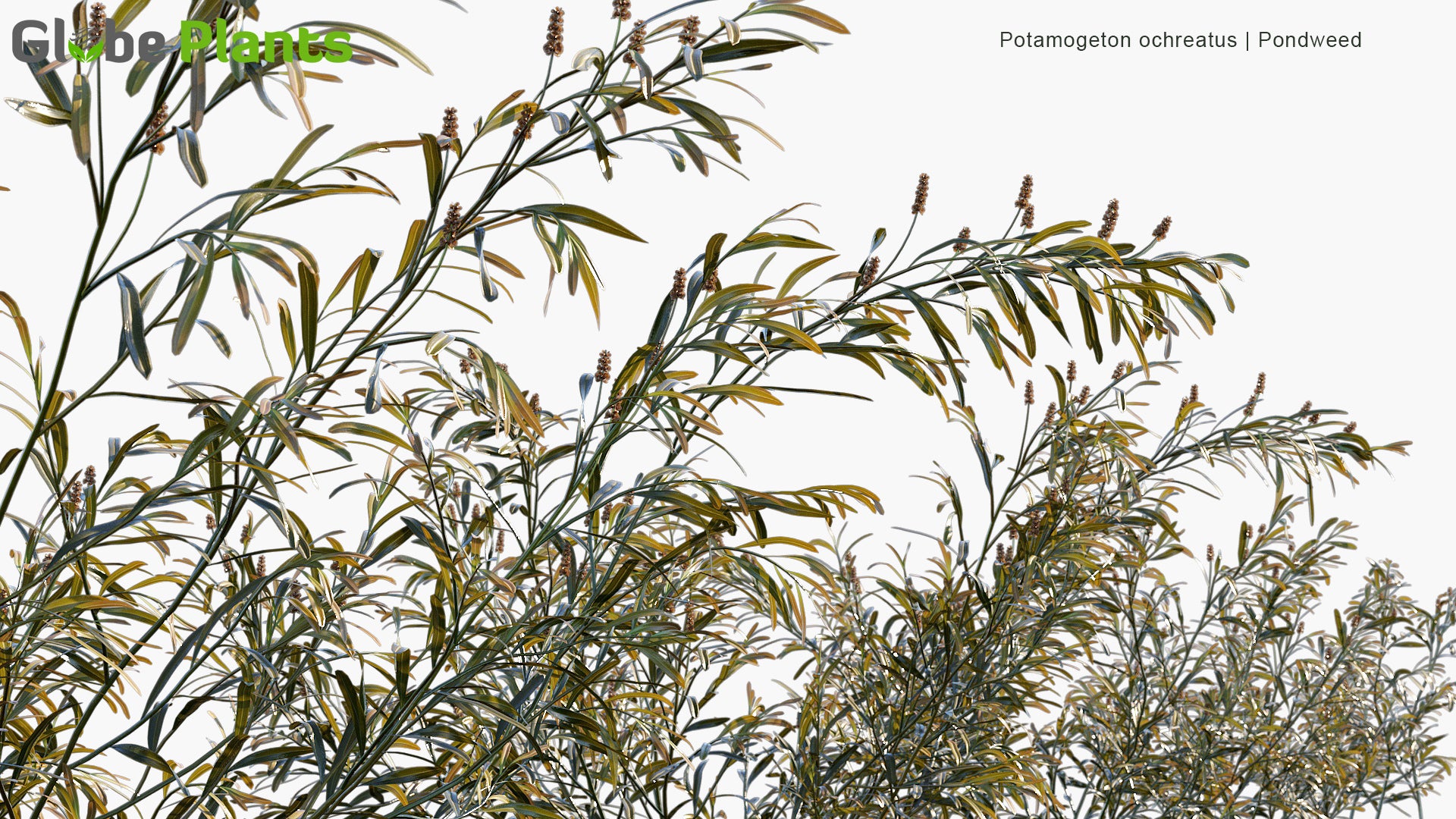 Potamogeton Ochreatus - Pondweed