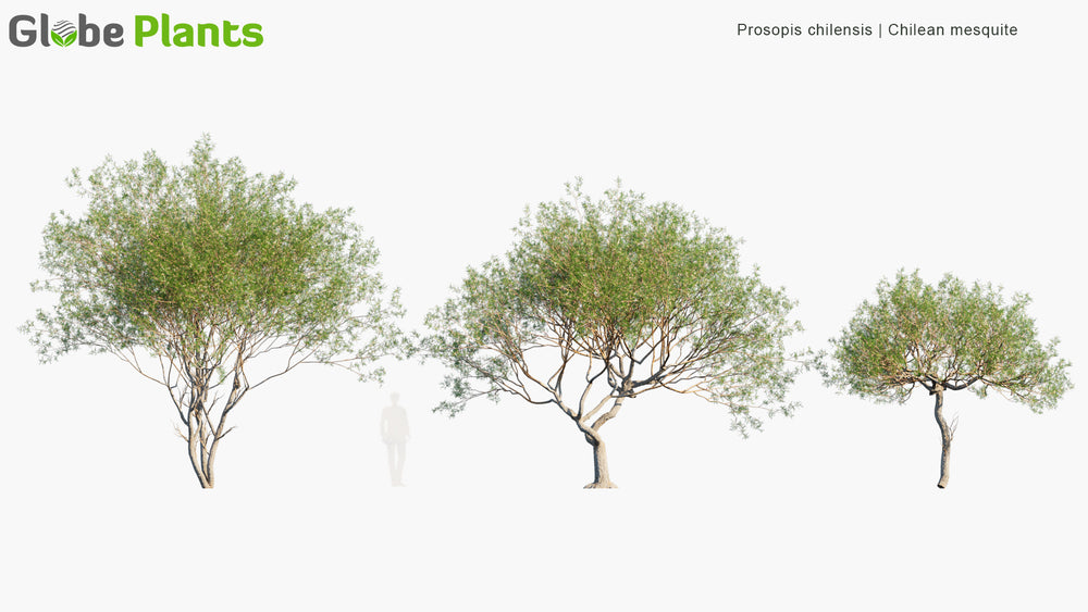 High Poly | Prosopis Chilensis (Chilean Mesquite) 3D Model