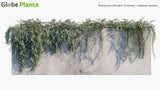 Load image into Gallery viewer, Rosmarinus Officinalis &#39;Prostrate&#39; - Creeping Rosemary (3D Model)