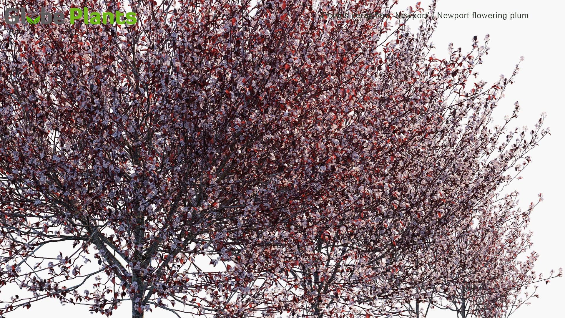 Prunus Cerasifera 'Newport' 3D Model