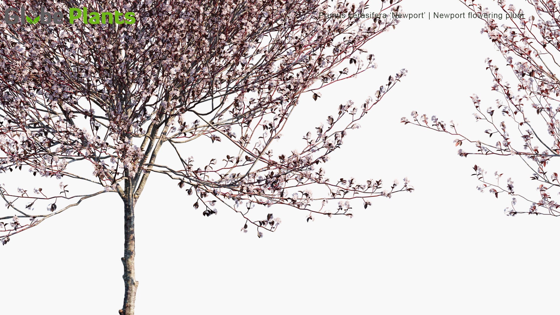 Prunus Cerasifera 'Newport' 3D Model