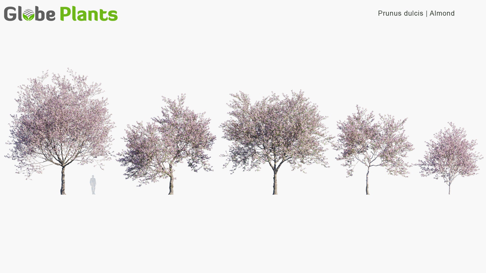 Prunus Dulcis 3D Model