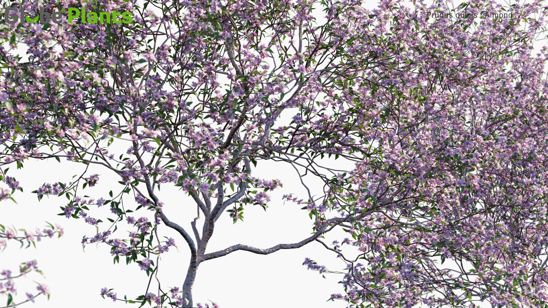 Prunus Dulcis 3D Model