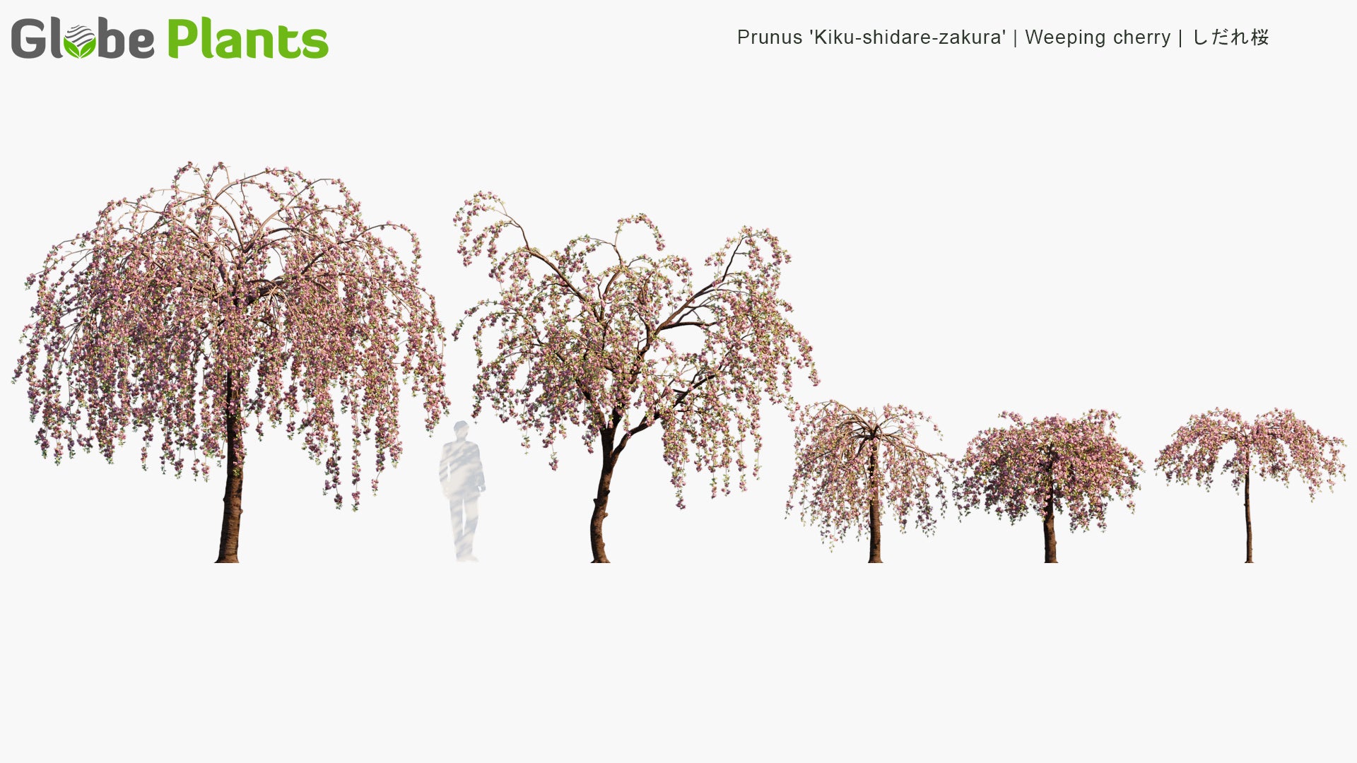 Prunus 'Kiku-Shidare-Zakura' 3D Model