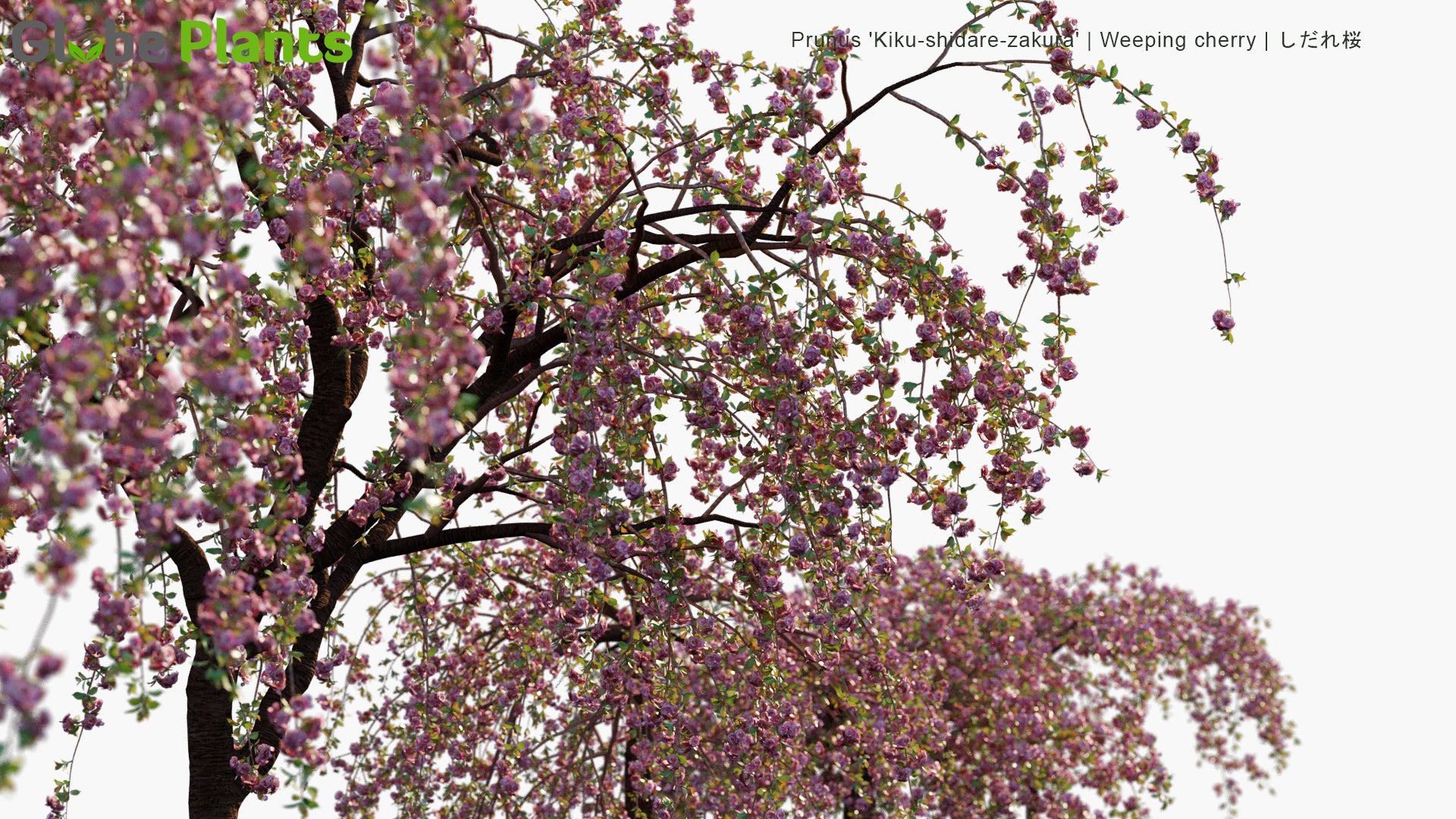 Prunus 'Kiku-Shidare-Zakura' 3D Model