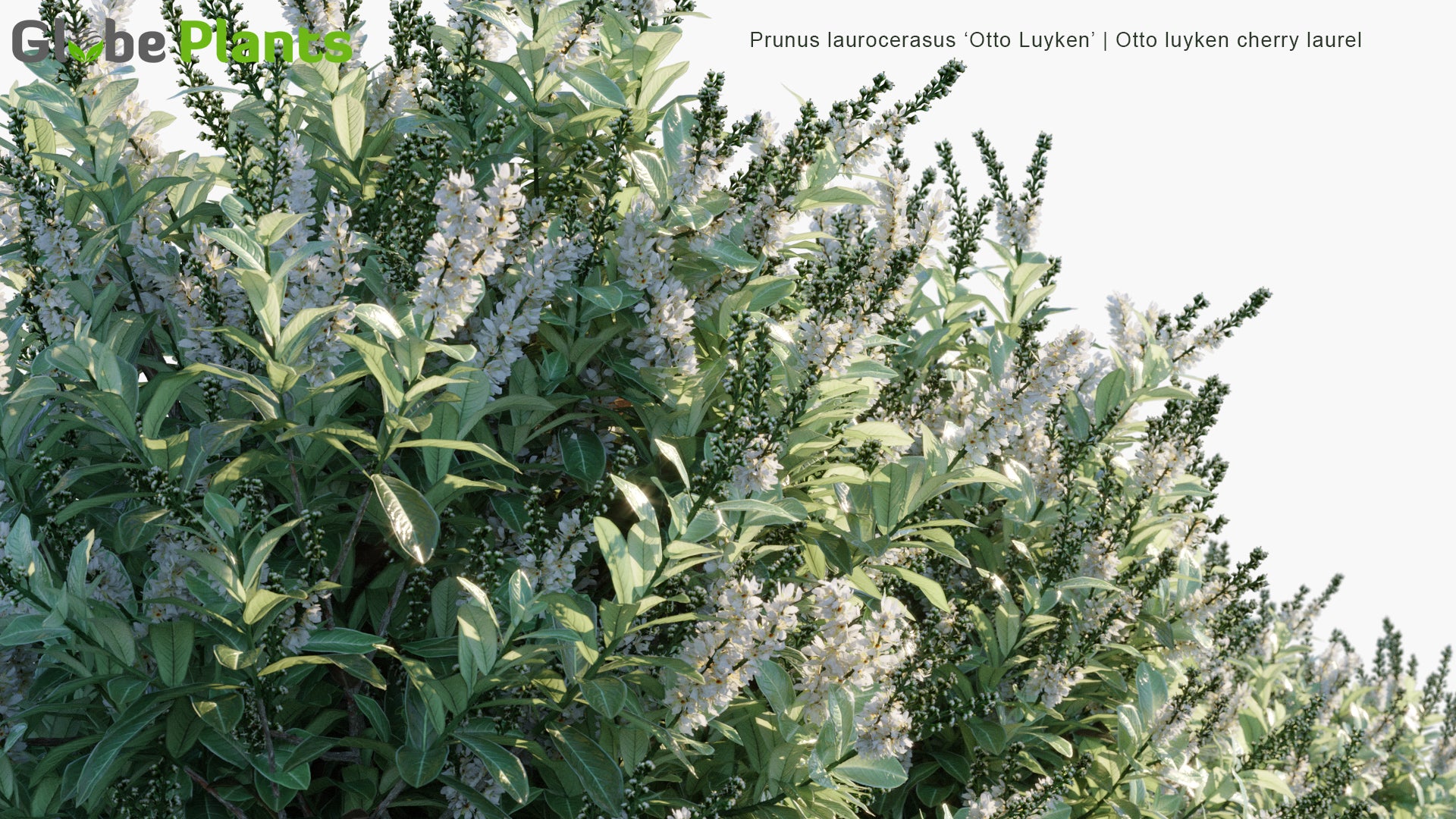 Prunus Laurocerasus 'Otto Luyken' - Otto Luyken Cherry Laurel