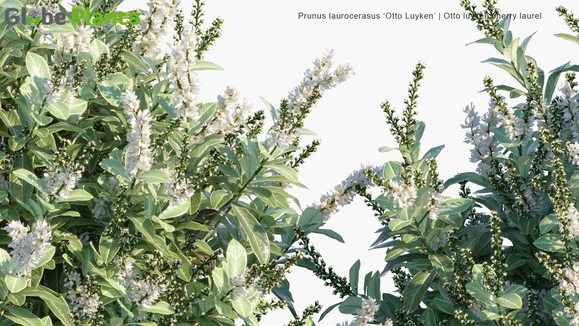 Prunus Laurocerasus 'Otto Luyken' - Otto Luyken Cherry Laurel