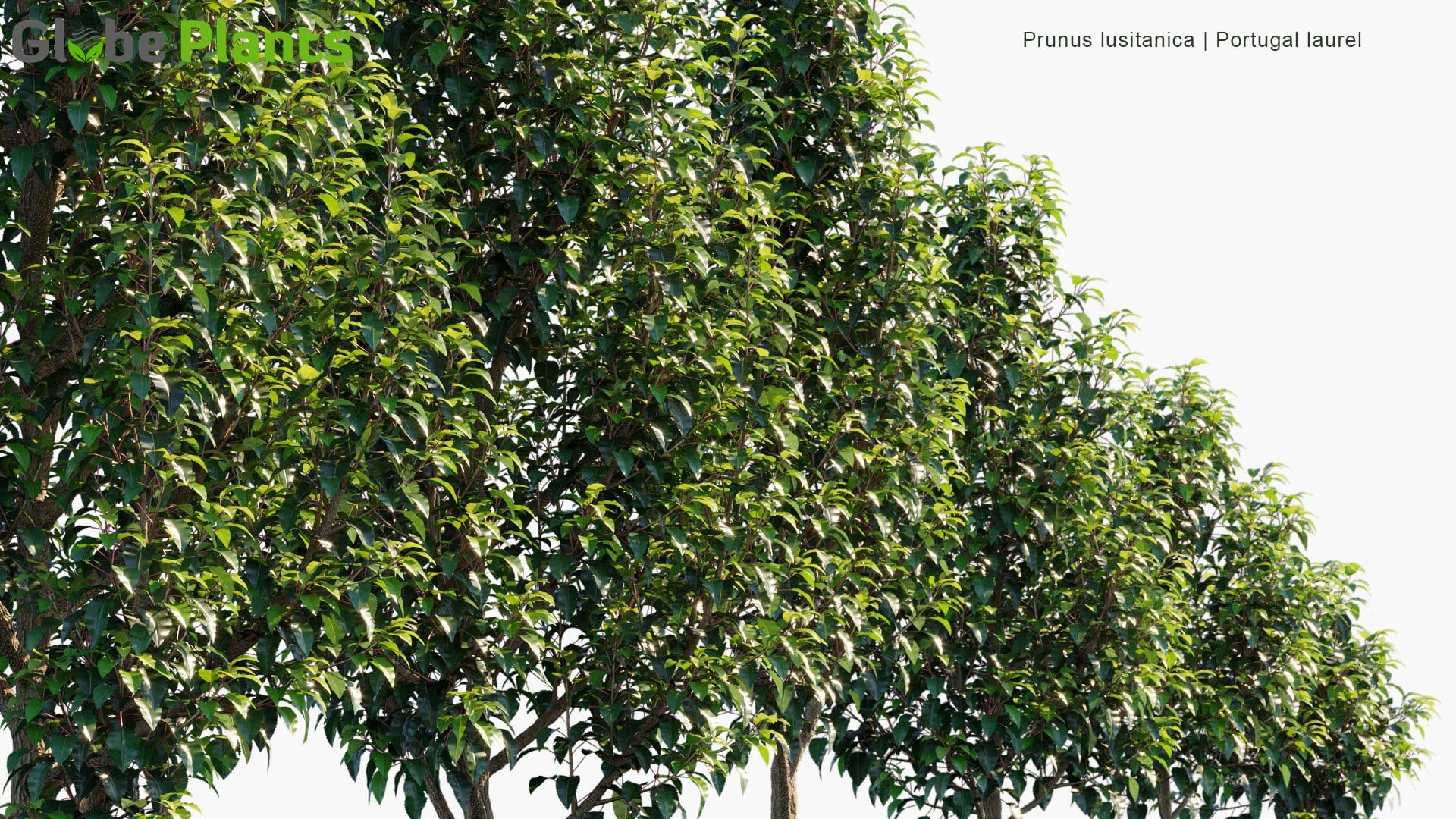 Prunus Lusitanica - Portugal Laurel | Hedge (3D Model)
