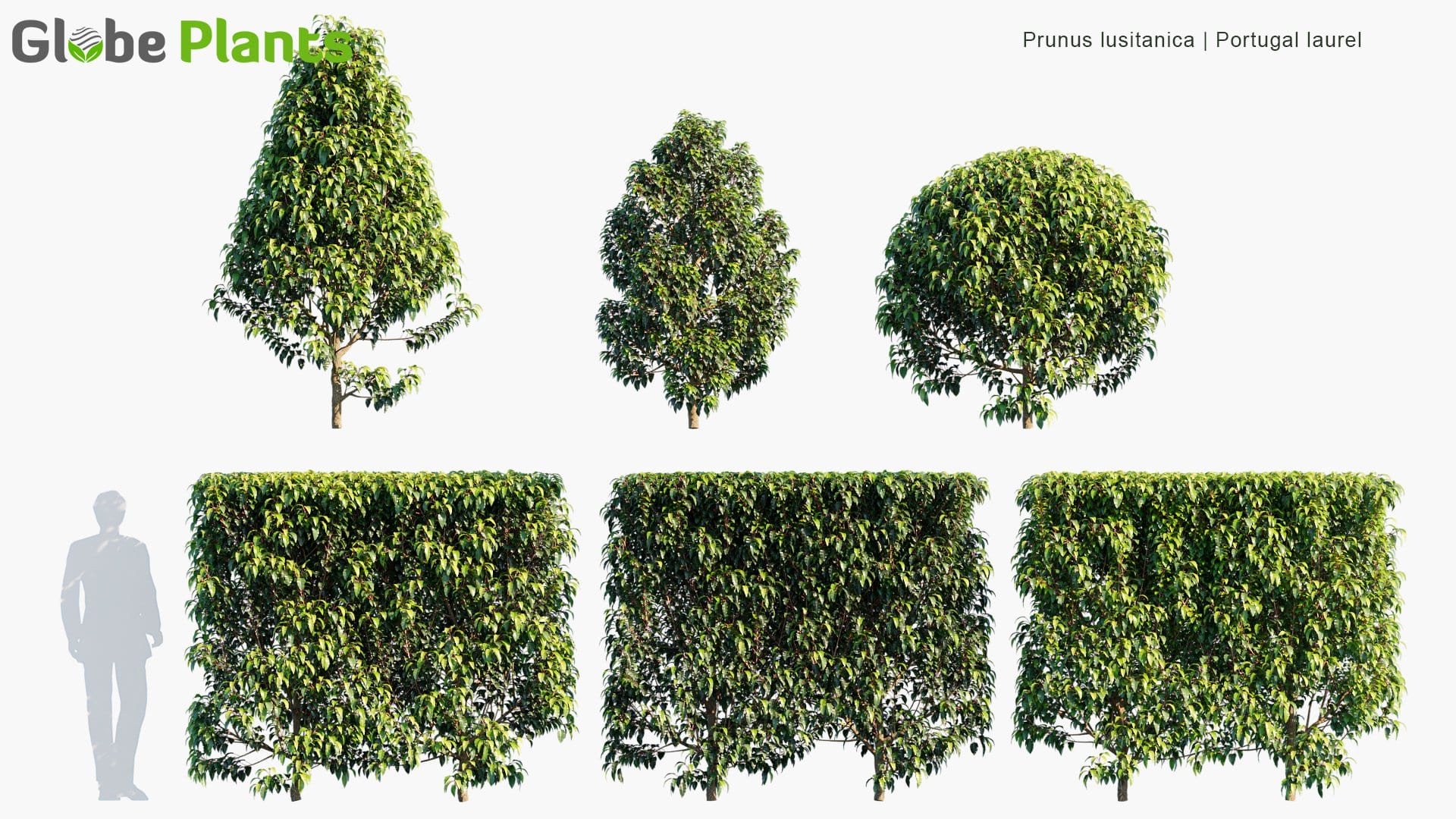 Prunus Lusitanica - Portugal Laurel | Hedge (3D Model)