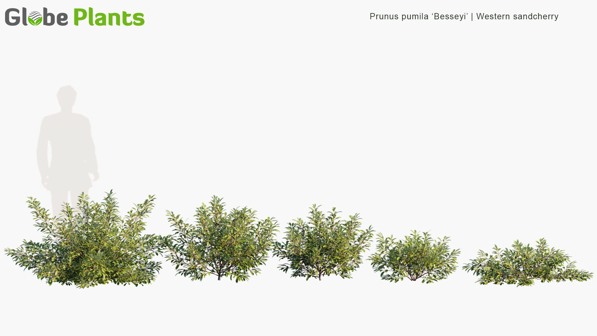 Prunus Pumila 'Besseyi' - Western Sandcherry, Rocky Mountain Cherry (3D Model)