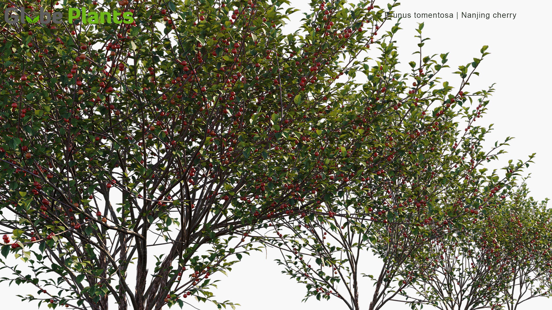 Prunus Tomentosa - Nanjing Cherry, Mountain Cherry
