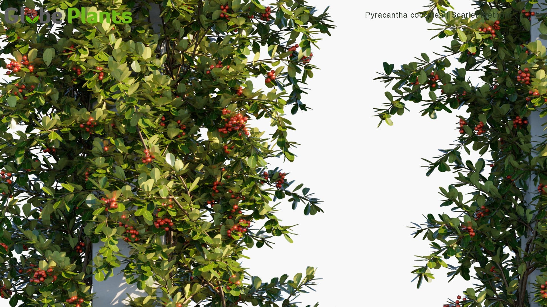 Pyracantha Coccinea - Scarlet Firethorn (3D Model)