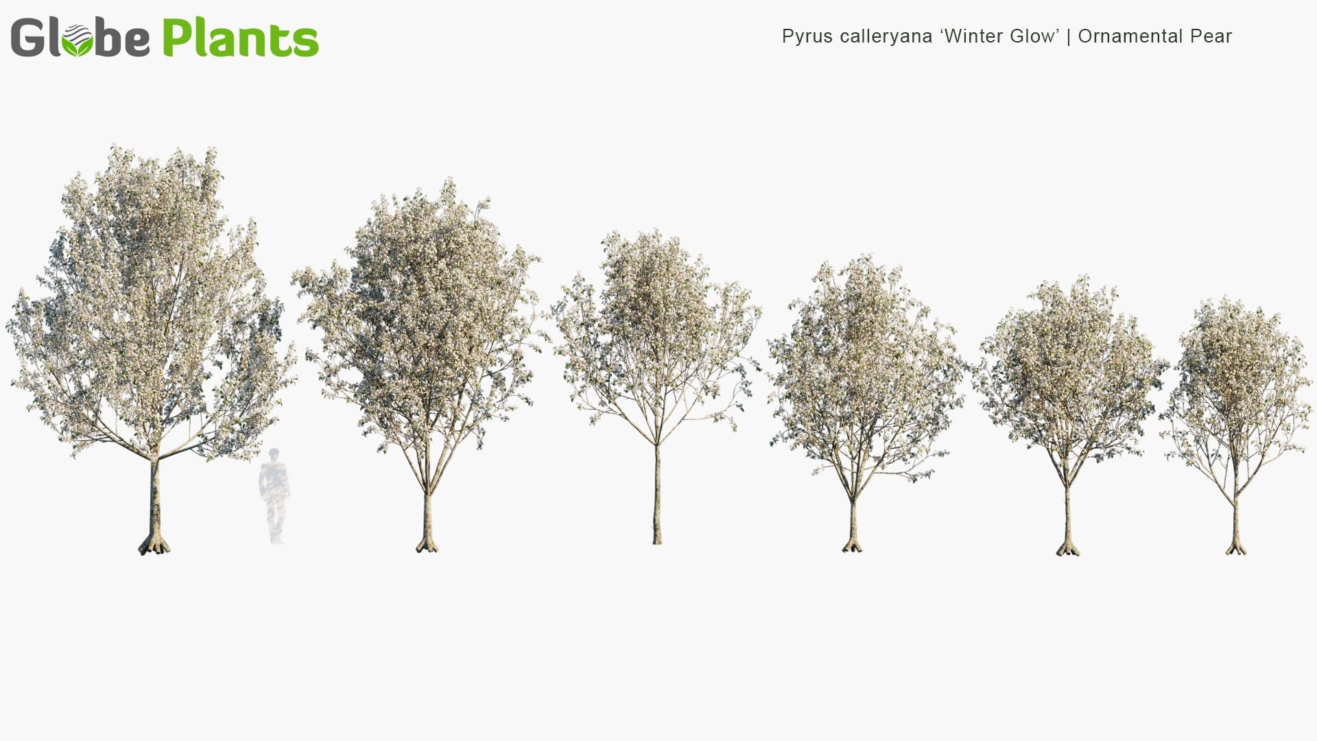 Pyrus Calleryana 'Winter Glow' 3D Model