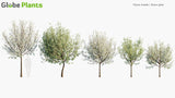 Load image into Gallery viewer, Pyrus Nivalis - Snow Pear (3D Model)