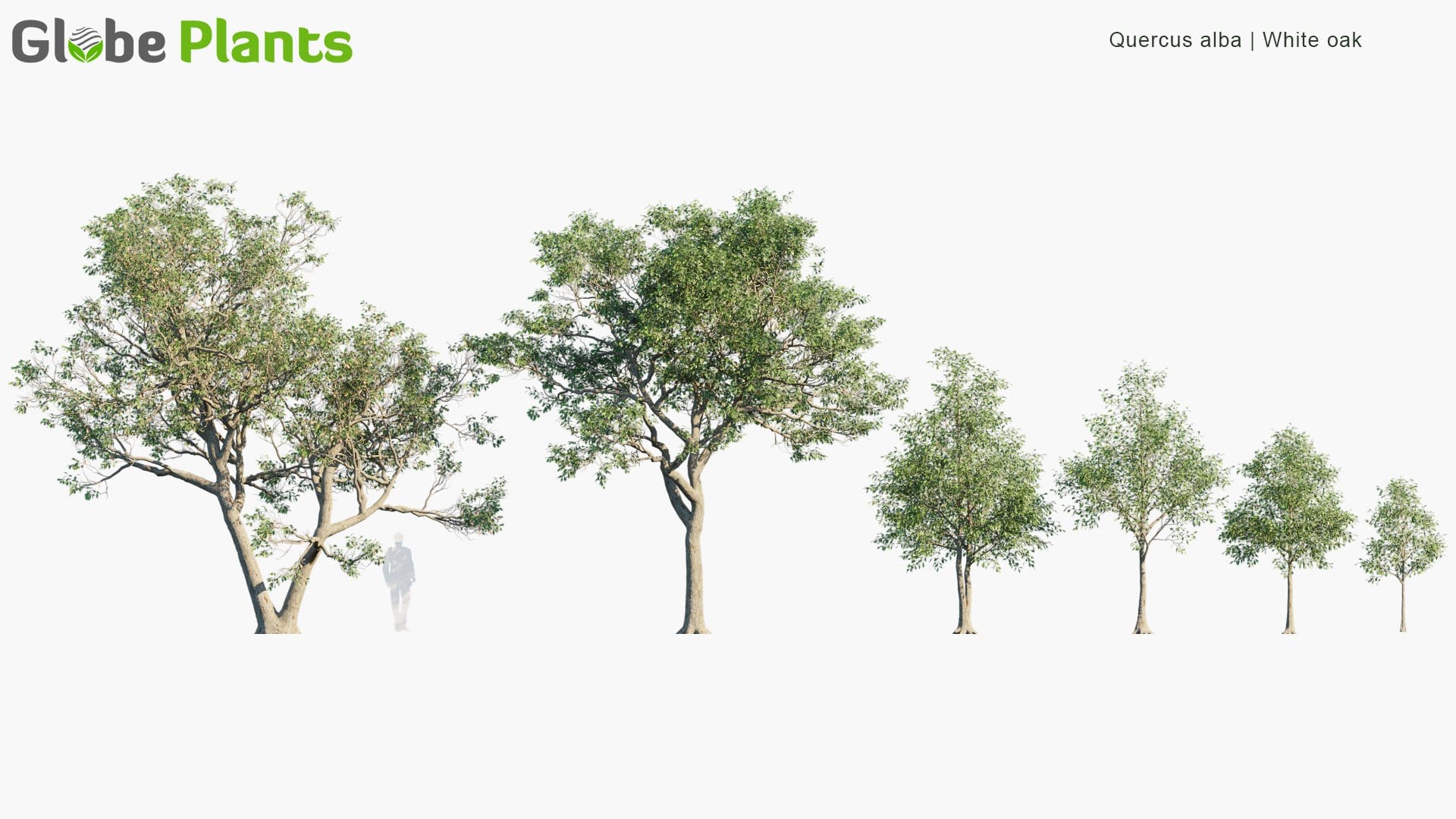 Quercus Alba 3D Model