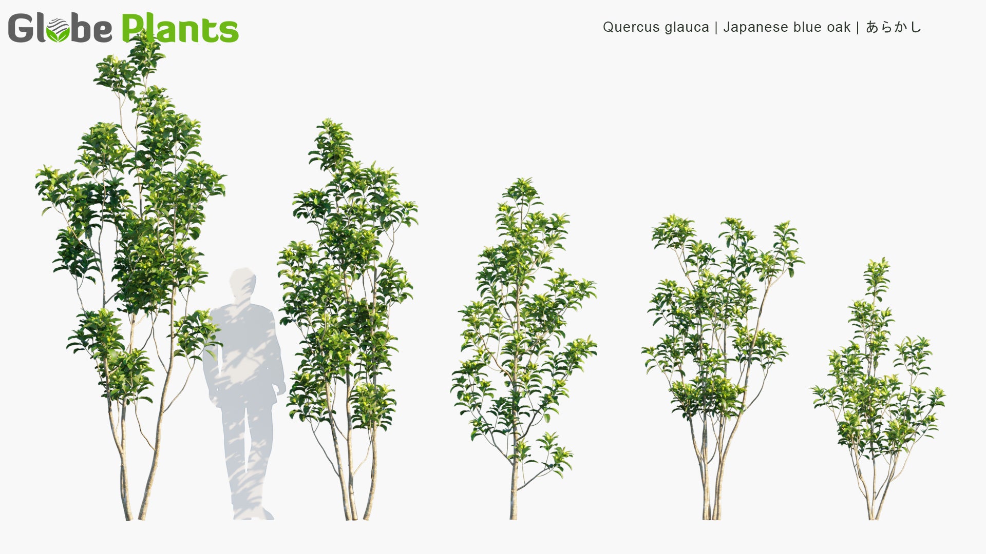 Quercus Glauca 3D Model
