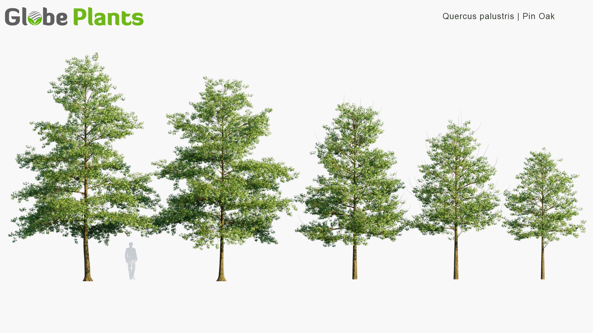 Quercus Palustris - Pin Oak, Swamp Spanish Oak (3D Model)
