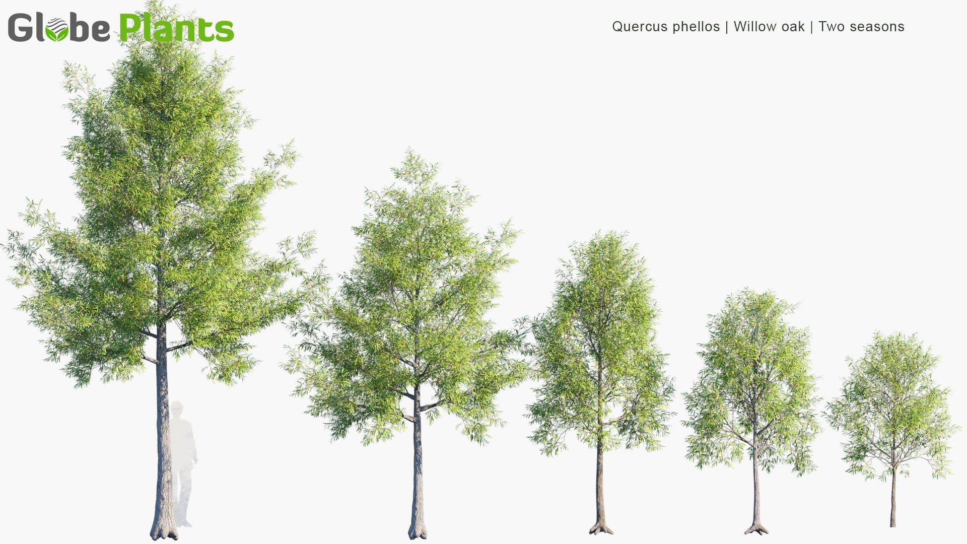 Quercus Phellos 3D Model