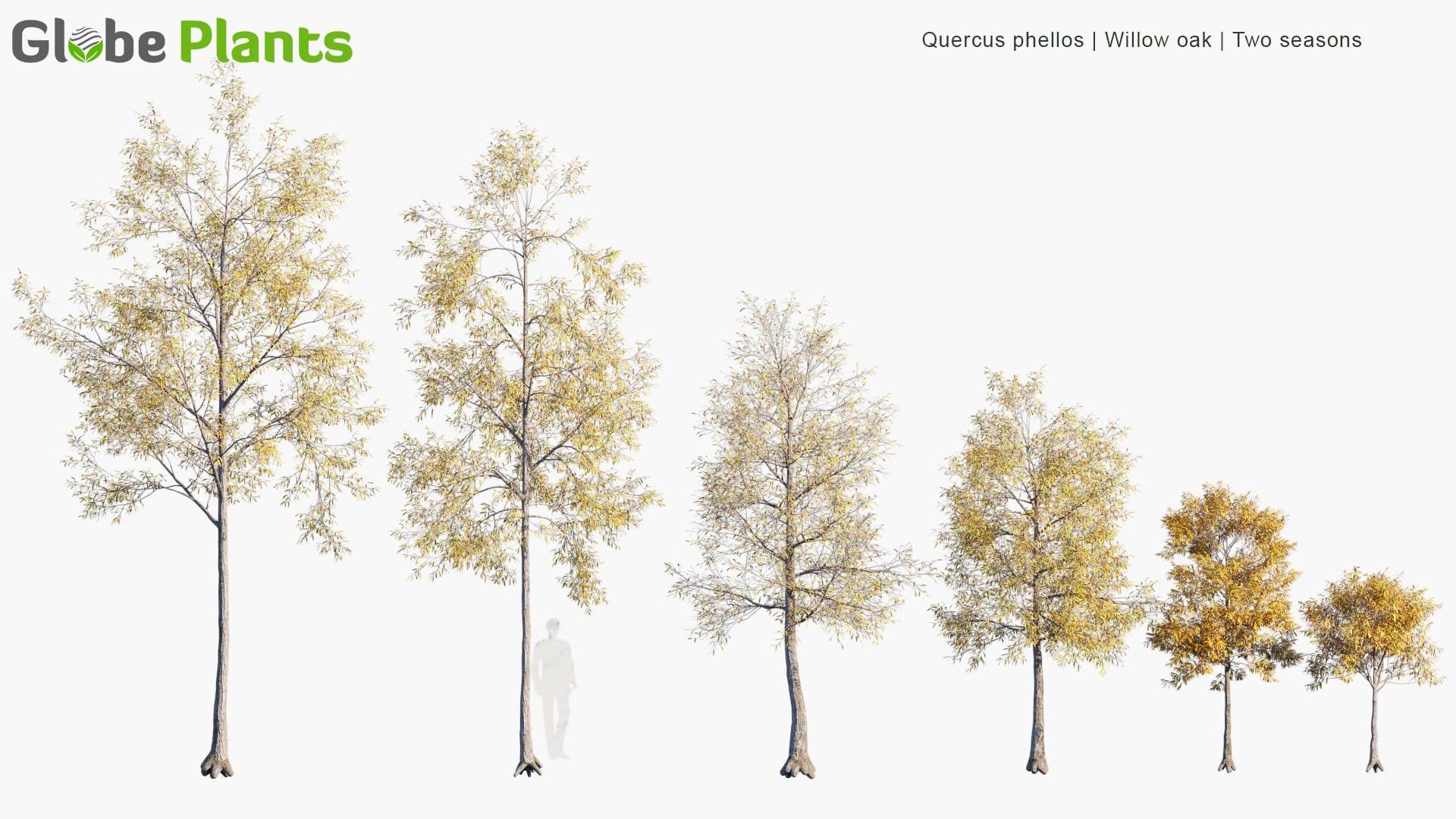 Quercus Phellos 3D Model