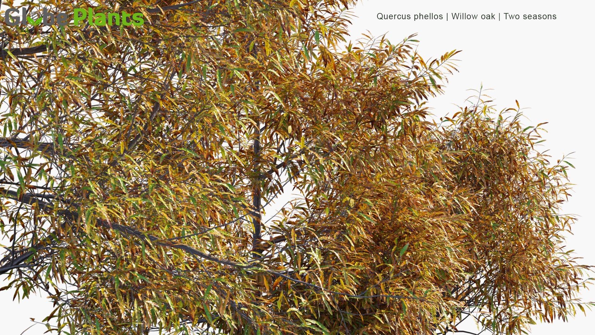 Quercus Phellos 3D Model