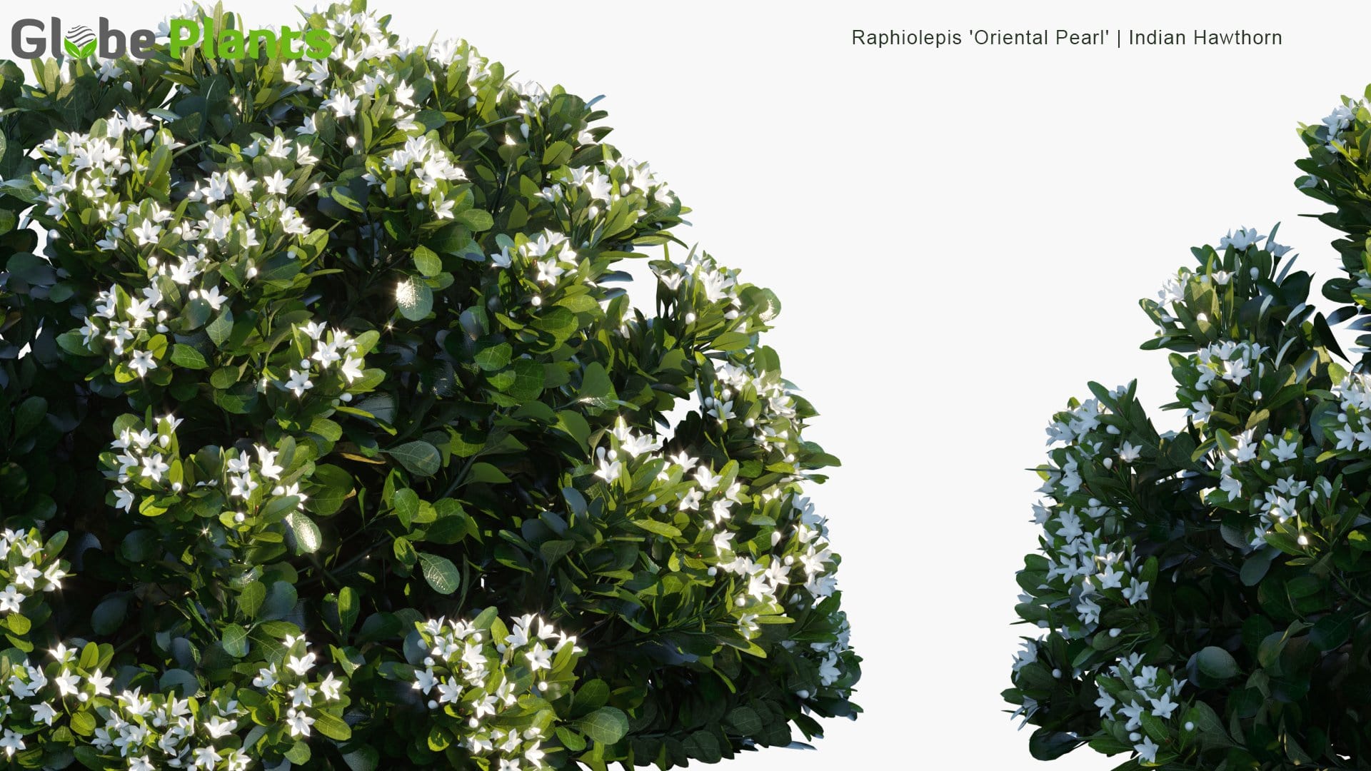 Raphiolepis 'Oriental Pearl' - Indian Hawthorn (3D Model)