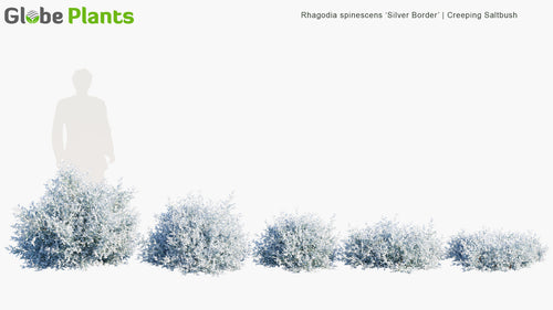 Rhagodia Spinescens ‘Silver Border’ 
