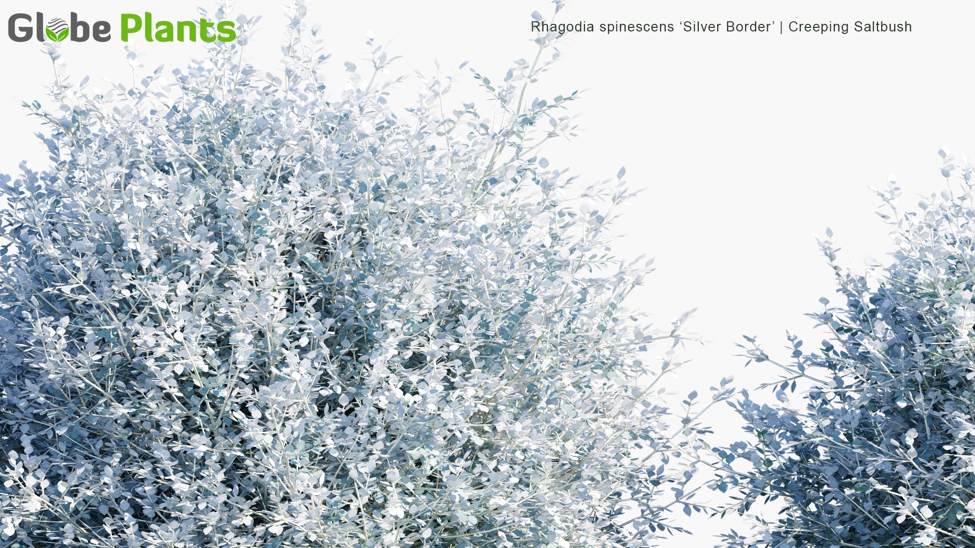 Rhagodia Spinescens ‘Silver Border’ - Creeping Saltbush (3D Model)