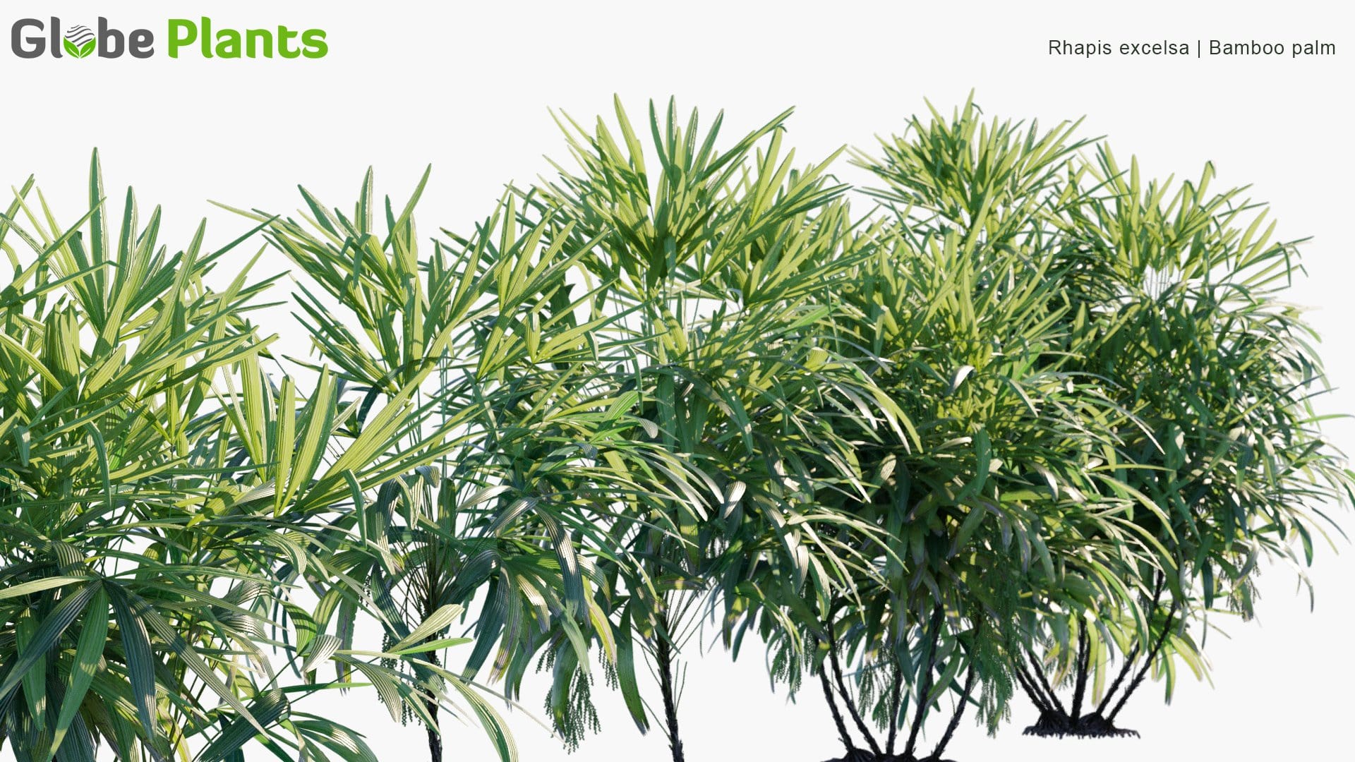 Rhapis Excelsa - Bamboo Palm (3D Model)