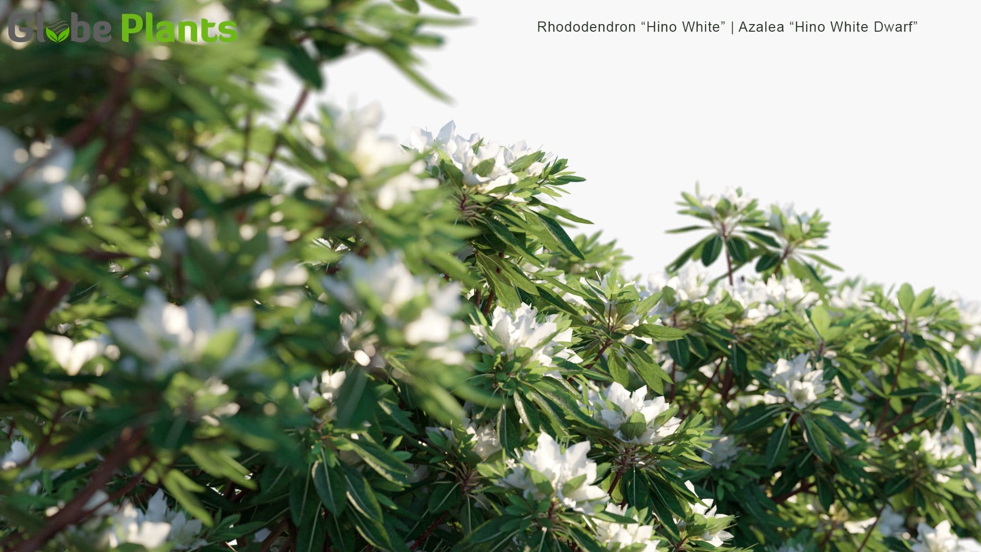 Rhododendron "Hino White" - Azalea "Hino White Dwarf", Japanese Azalea (3D Model)