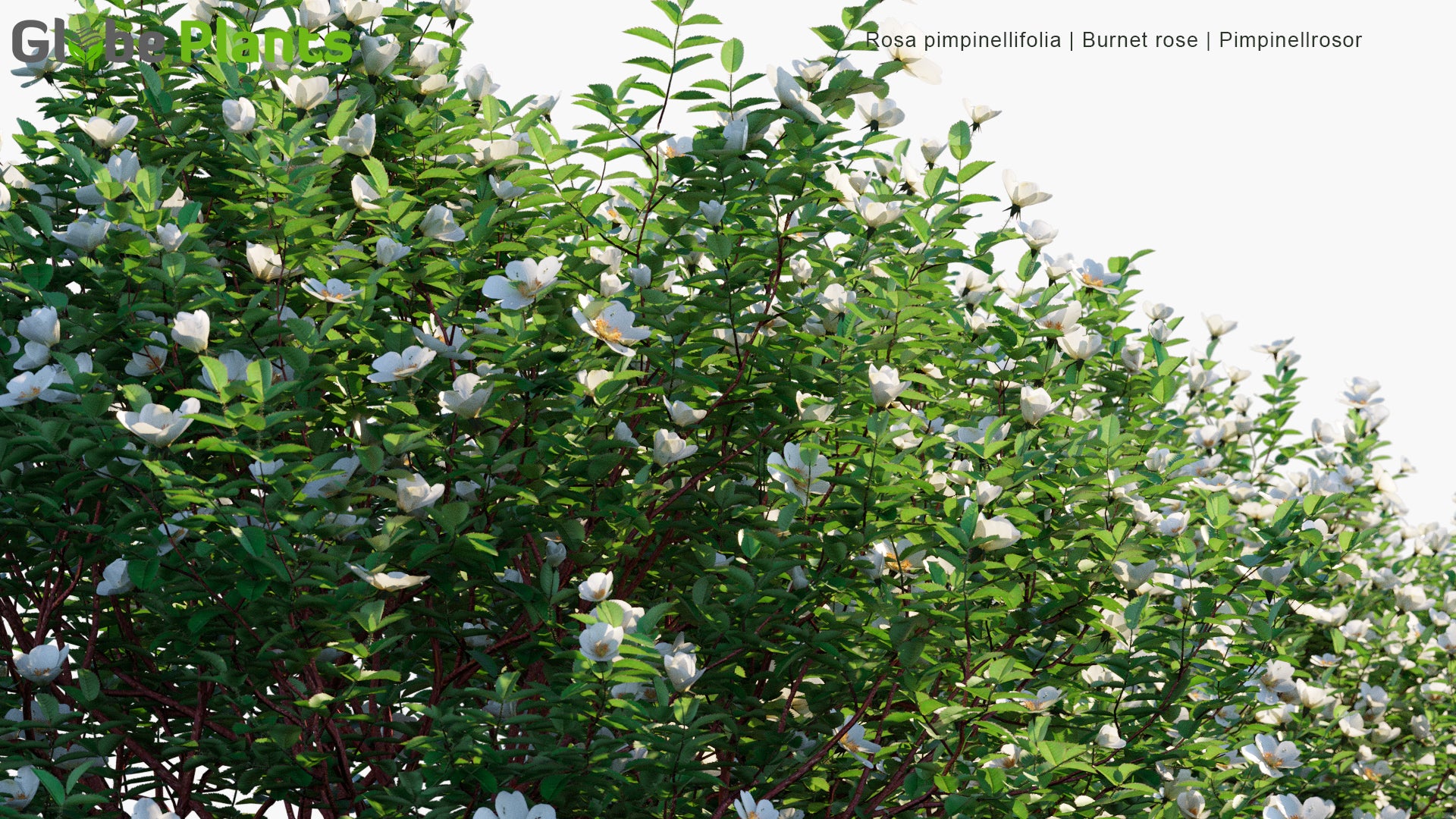 Rosa Pimpinellifolia - Burnet Rose, Pimpinellrosor