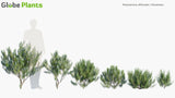 Load image into Gallery viewer, Rosmarinus Officinalis - Rosemary (3D Model)