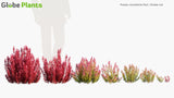Load image into Gallery viewer, Rotala Rotundifolia &#39;Red&#39; - Rotala Red
