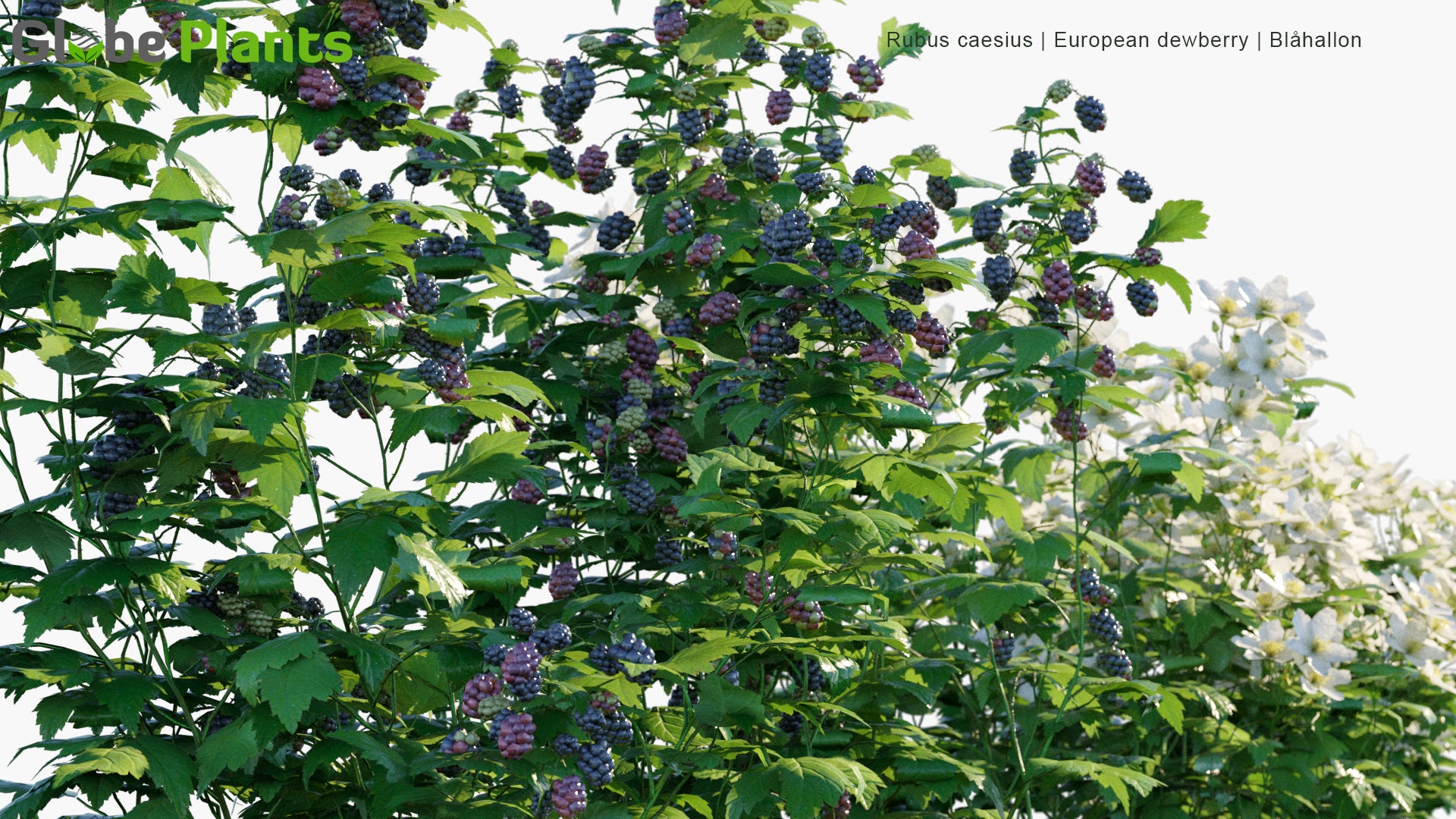 Rubus Caesius - European Dewberry, Blåhallon