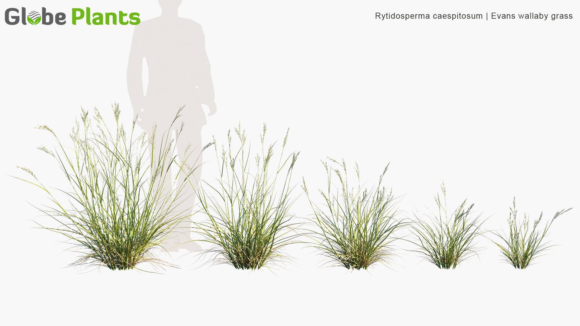Evans Wallaby Grass - Rytidosperma Caespitosum