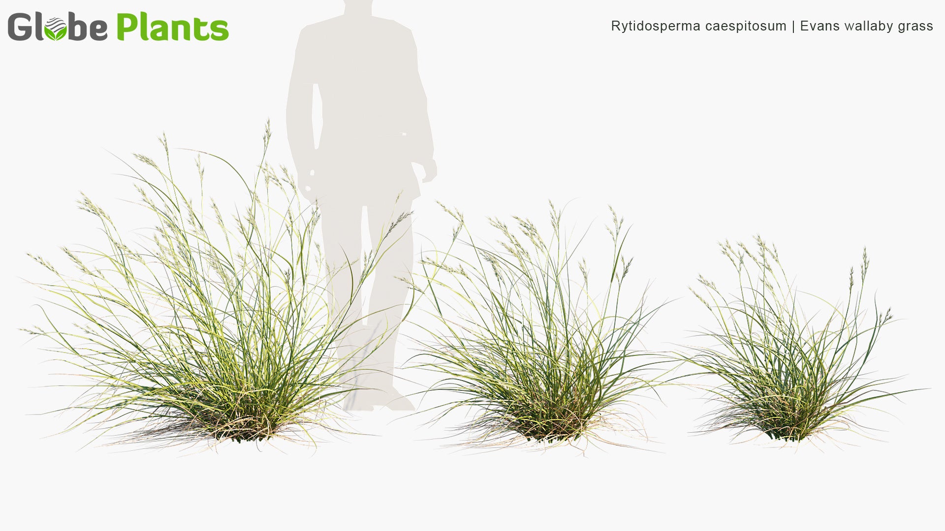 Evans Wallaby Grass - Rytidosperma Caespitosum