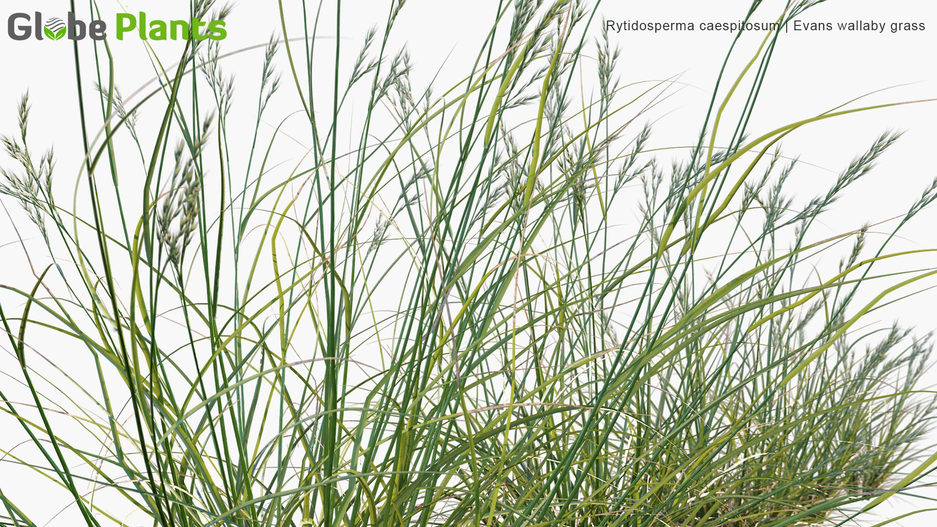 Rytidosperma Caespitosum - Evans Wallaby Grass