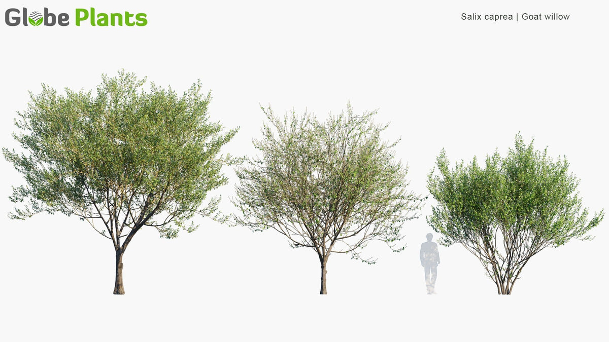 High Poly | Salix Caprea (Goat Willow) 3D Model - GlobePlants